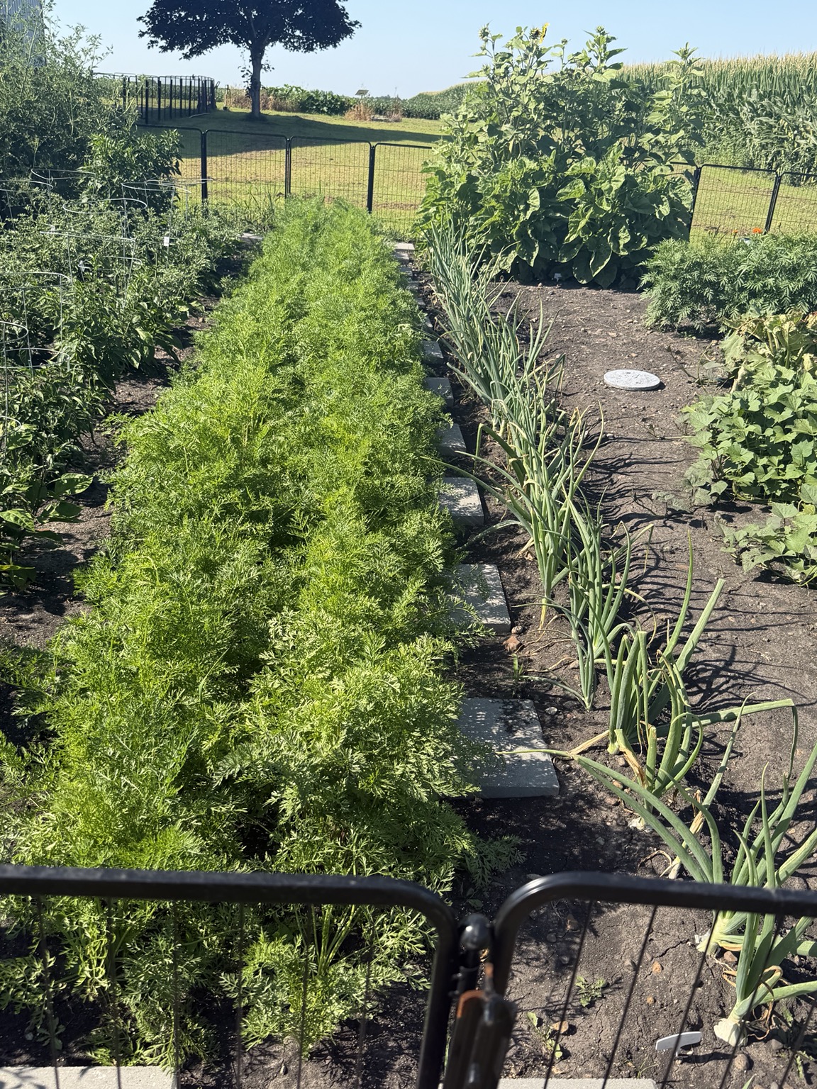 🌱 Out in the Garden photo