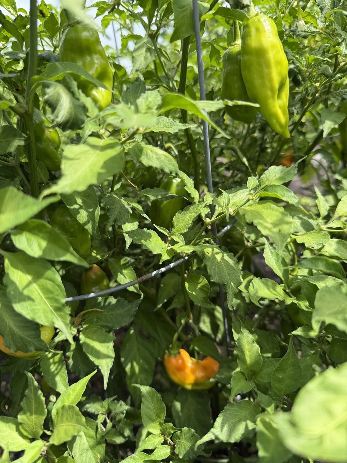 🌱 Out in the Garden photo