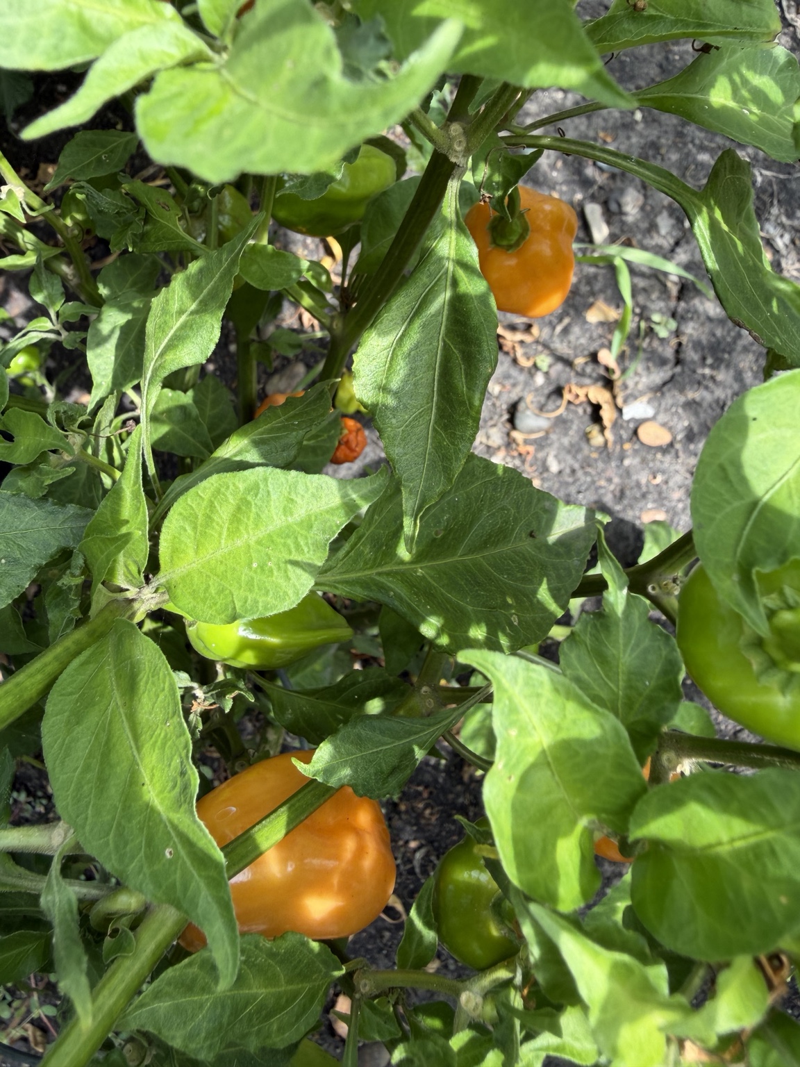 🌱 Out in the Garden photo