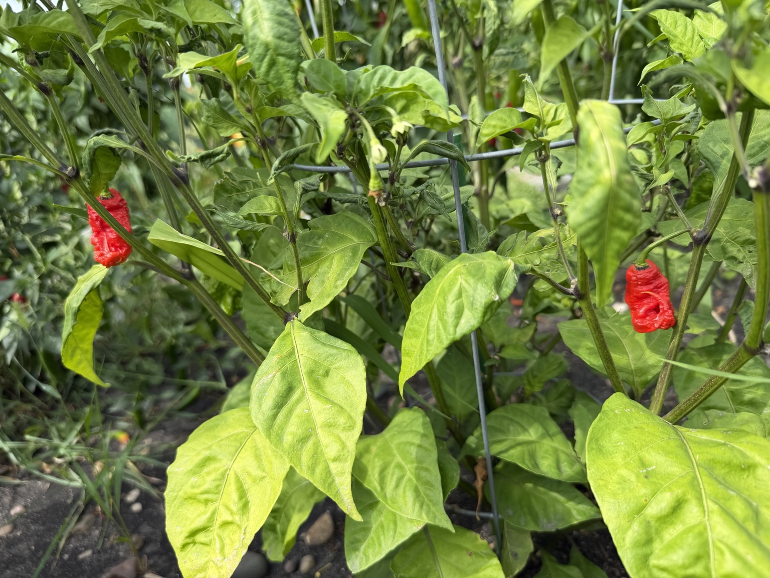 🌱 Out in the Garden photo
