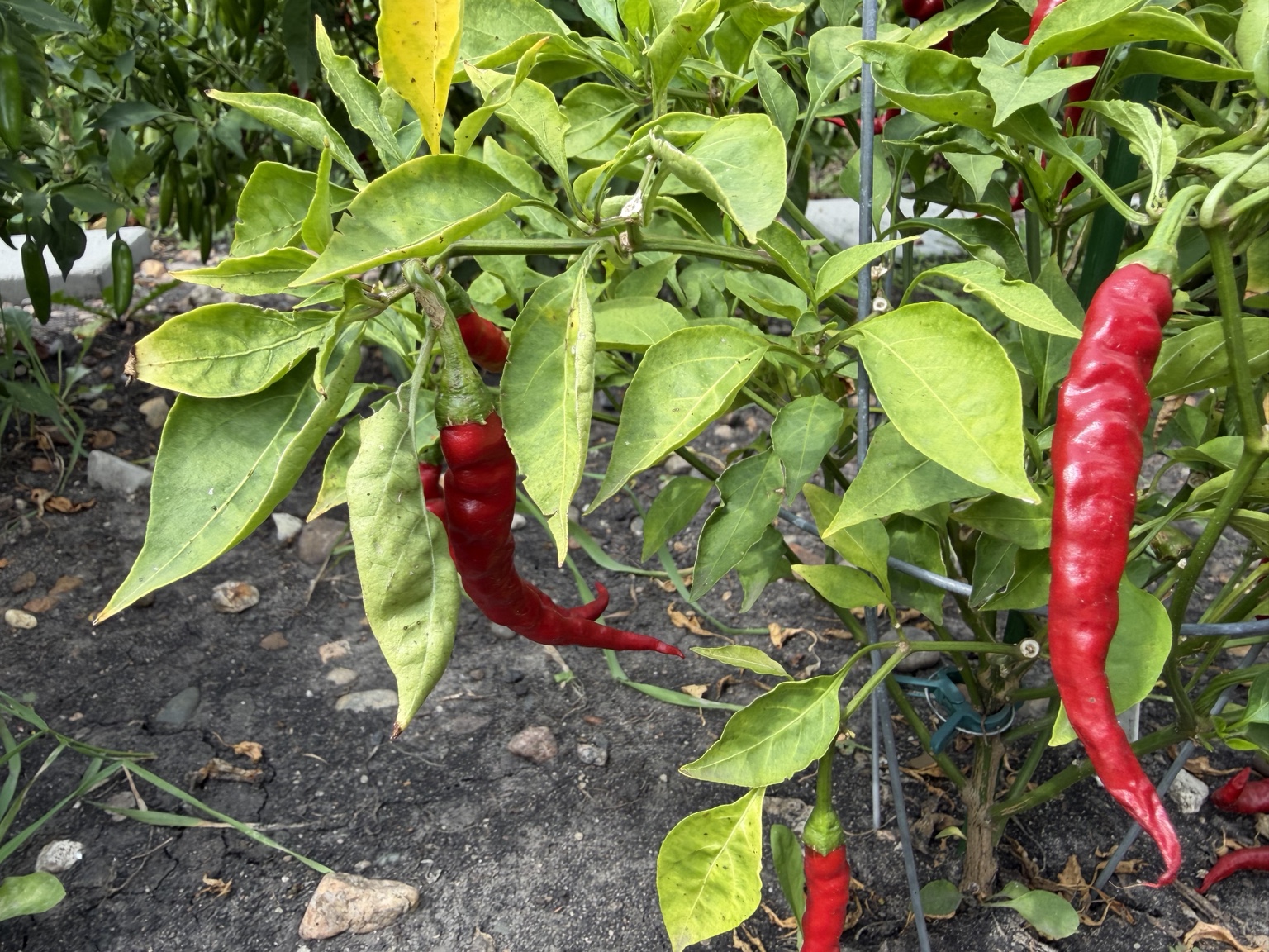 🌱 Out in the Garden photo