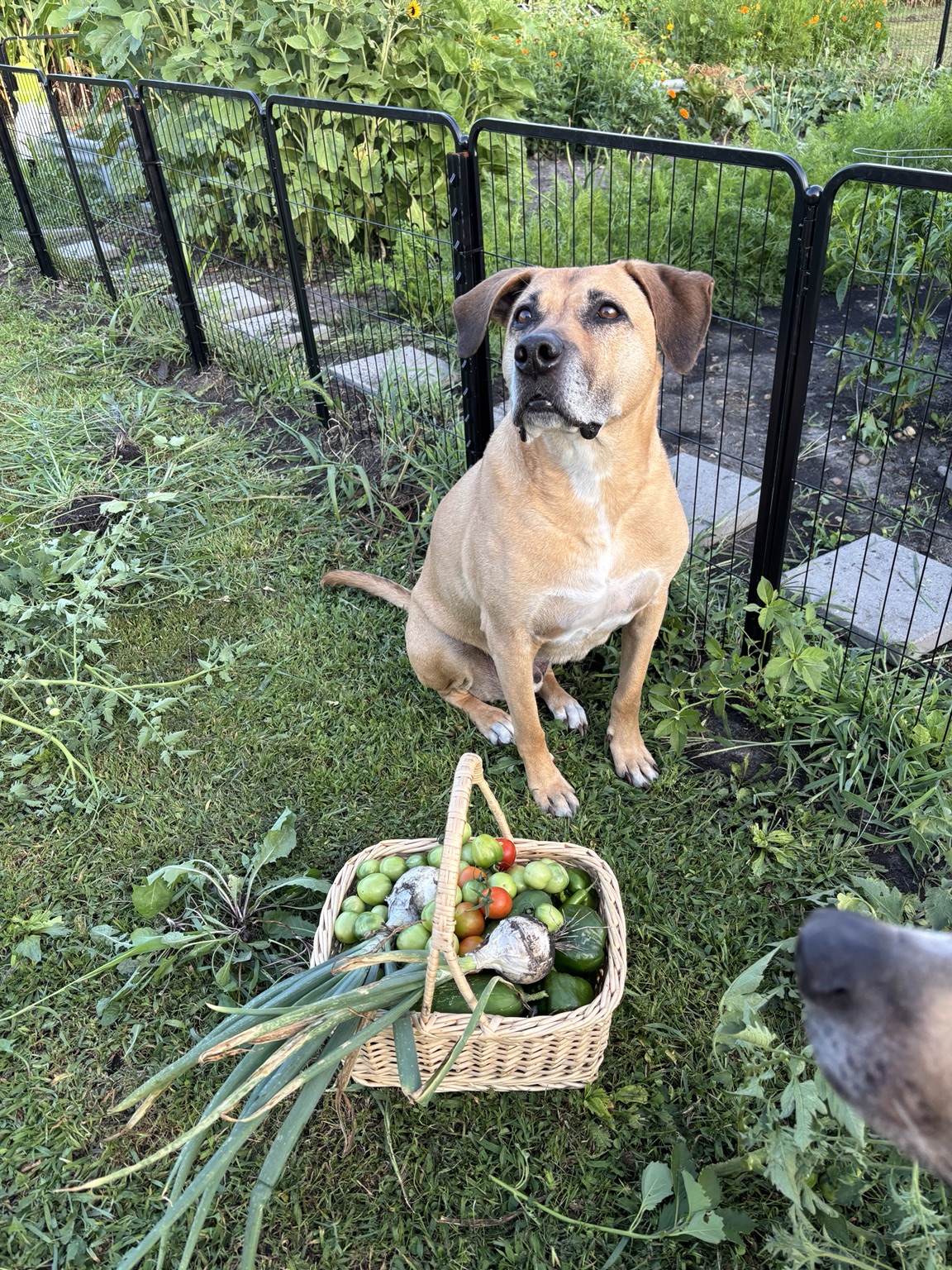 🌱 Out in the Garden photo