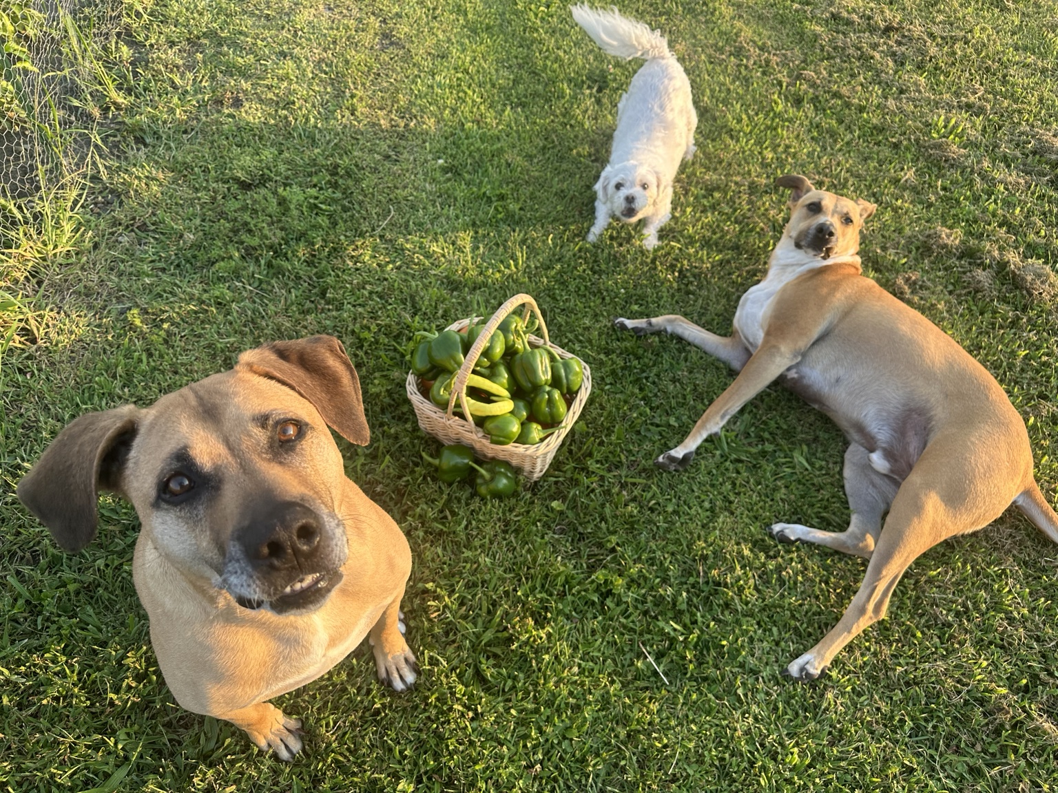 🌱 Out in the Garden photo