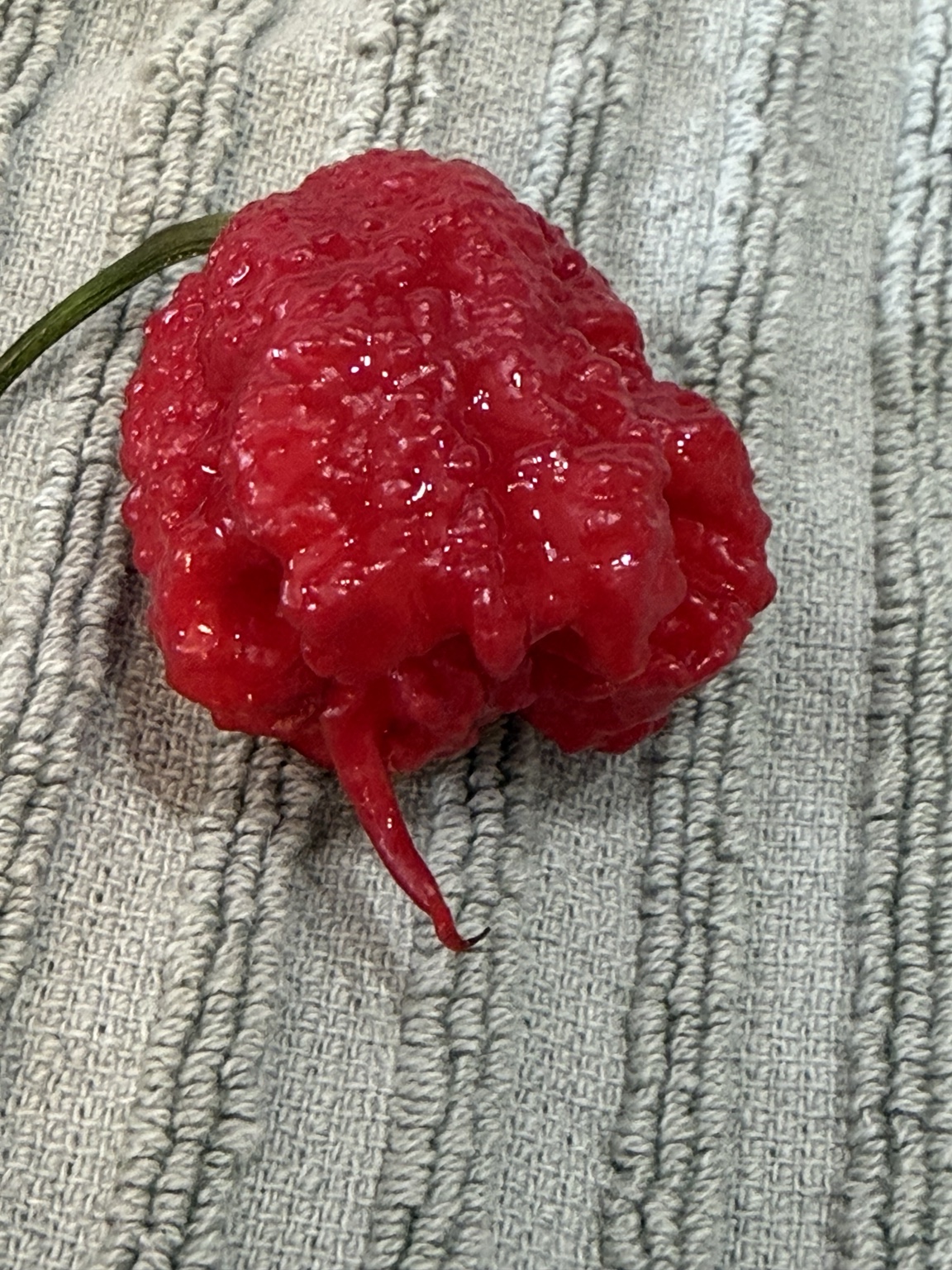 🧺 Fresh Harvest photo