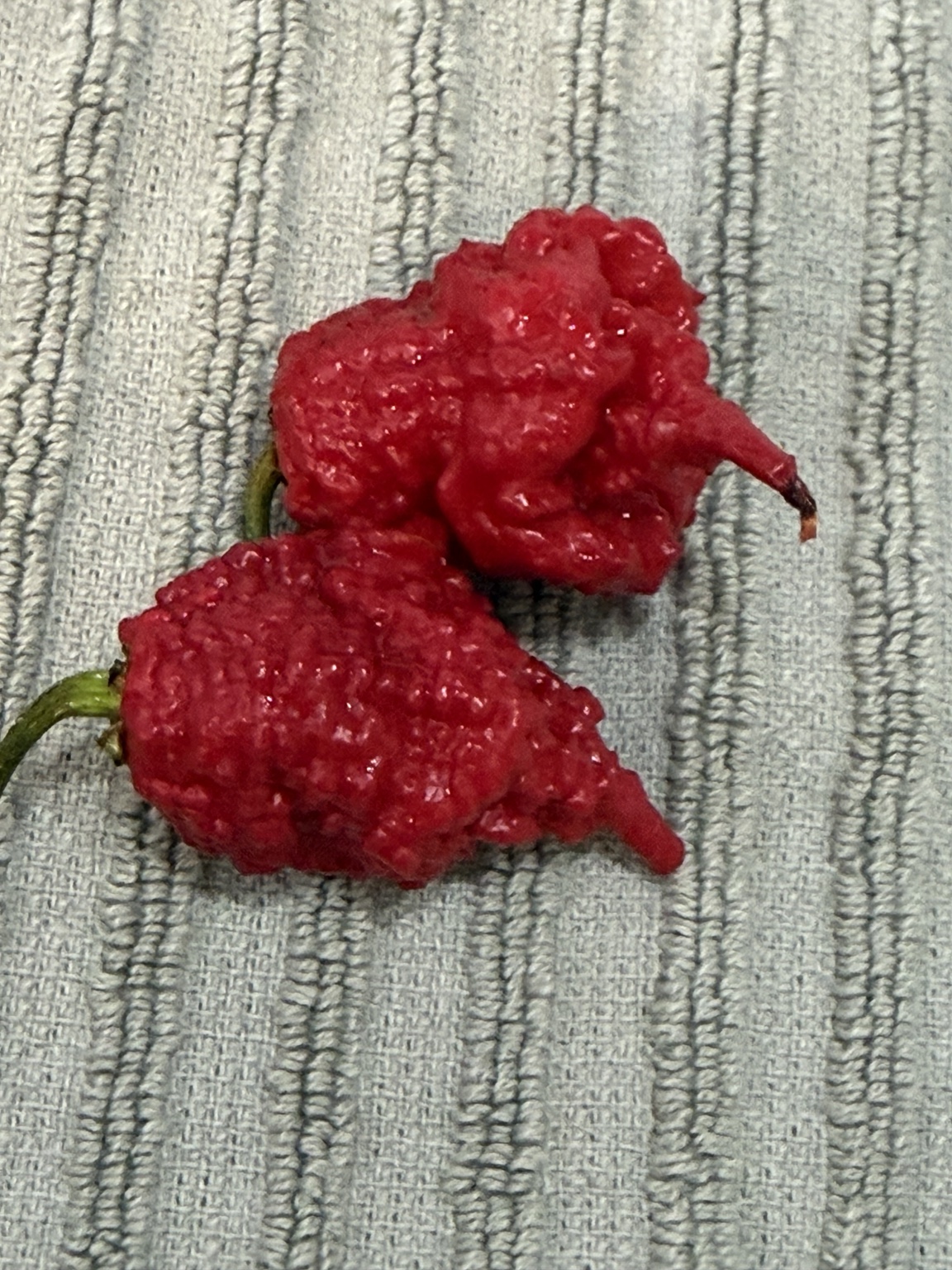 🧺 Fresh Harvest photo