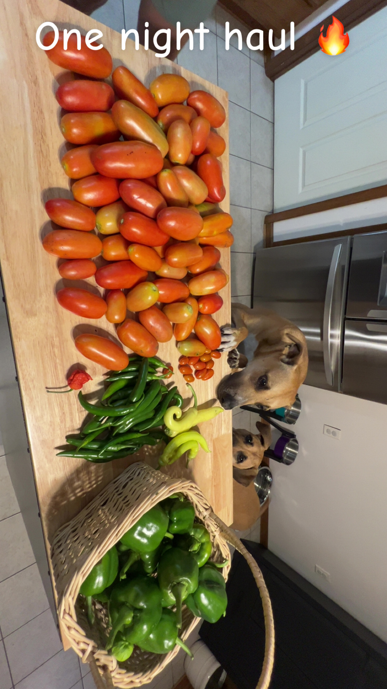 🧺 Fresh Harvest photo