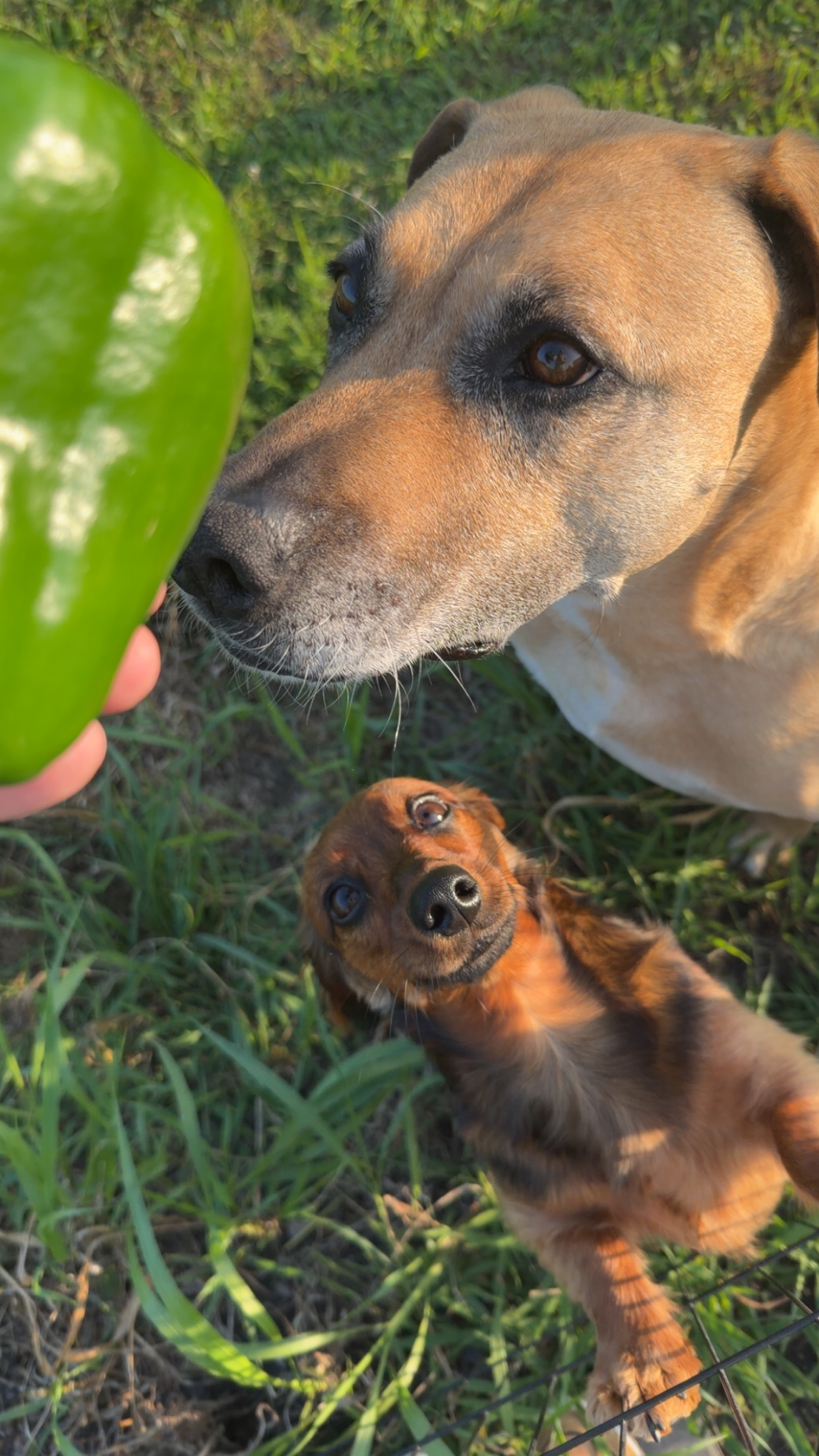 🐾 The Crew photo
