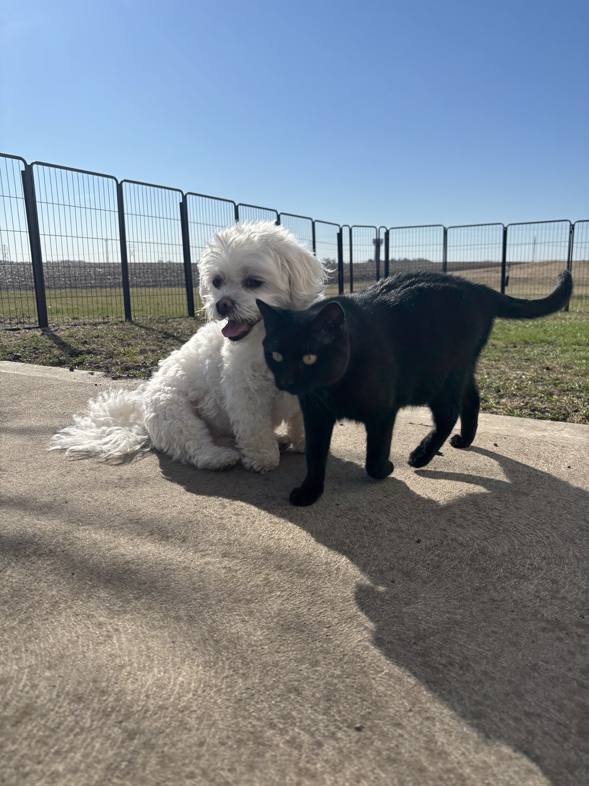 🐾 The Crew photo